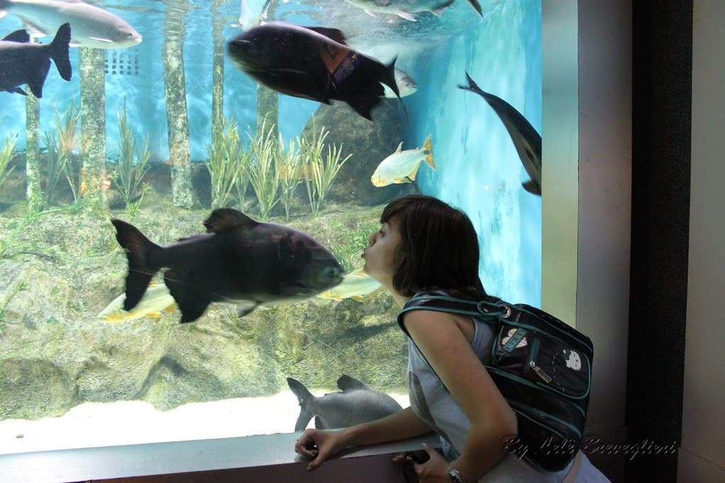 pessoa observando os peixes no aquário do Acqua Mundo