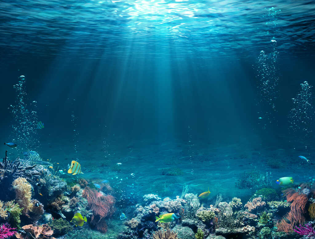 fundo do mar com algas e peixes